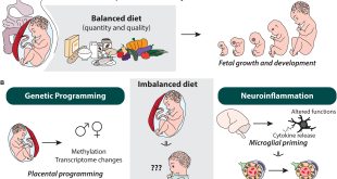 Maternal Diet Affects Risks of ADHD and Autism