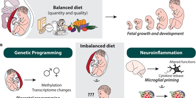 Maternal Diet Affects Risks of ADHD and Autism