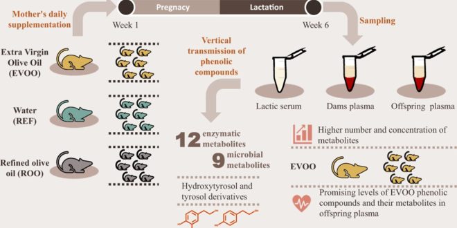 Extra Virgin Olive Oil Intake During Pregnancy Boosts Antioxidants in Breast Milk and Infants