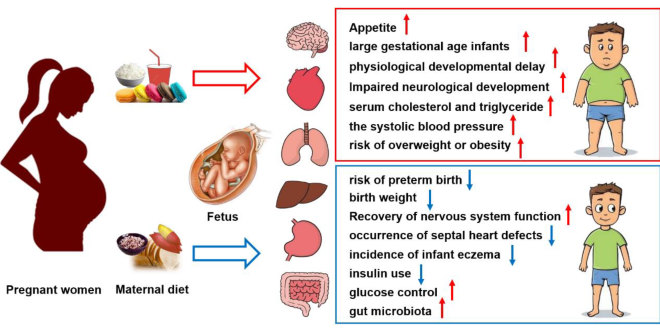 Study Links Diet Drink Consumption During Pregnancy to Increased Overweight Risk in Offspring