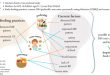 Canadian preschoolers' diets are almost 50% ultra-processed foods Study.