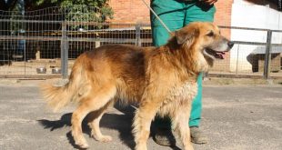 Renowned veterinarian shares health, wellness tips for pets
