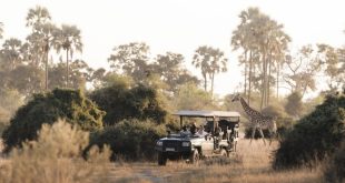Wellness safaris are growing in popularity in Africa, offering luxurious lodging and retreats.
