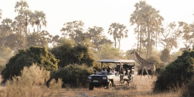 Wellness safaris are growing in popularity in Africa, offering luxurious lodging and retreats.
