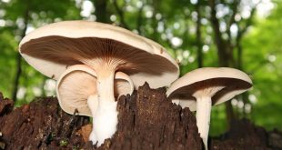 Mushrooms are good for you, but here's who should be cautious.